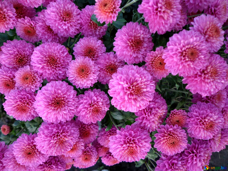 Chrysanthemum №14176