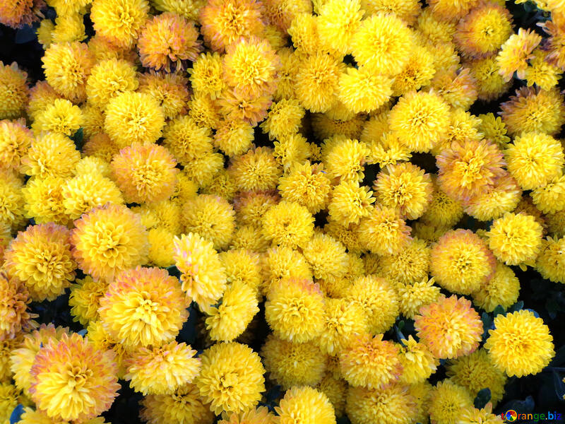 Chrysanthemum №14180