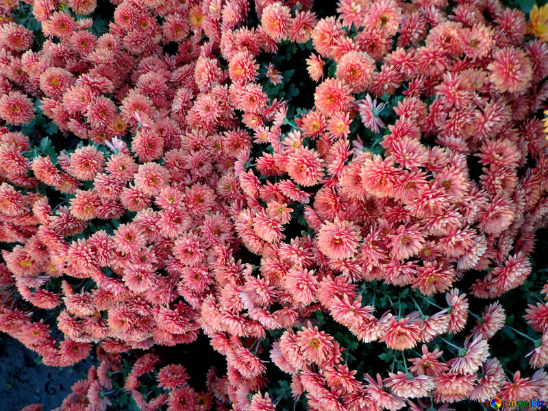 Chrysanthemum №14181