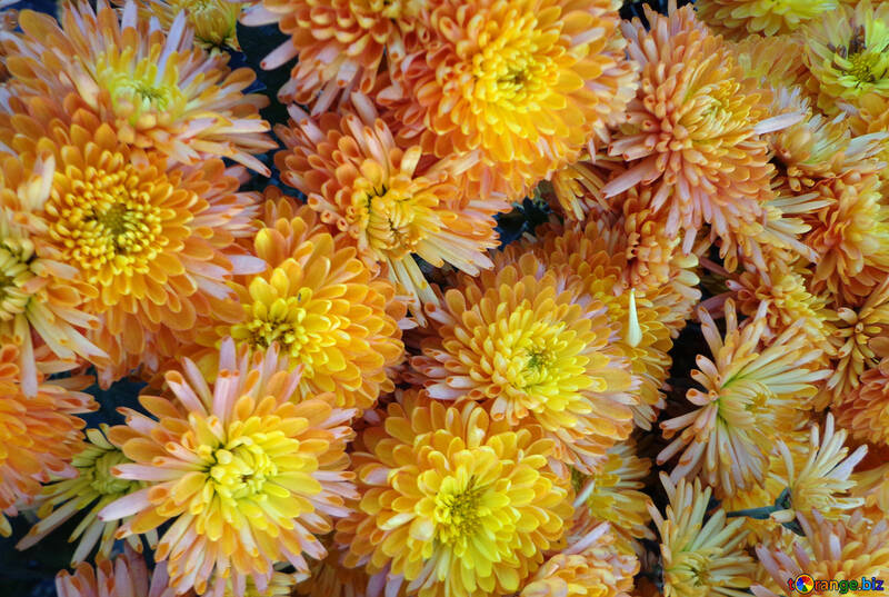 Chrysanthemum №14189