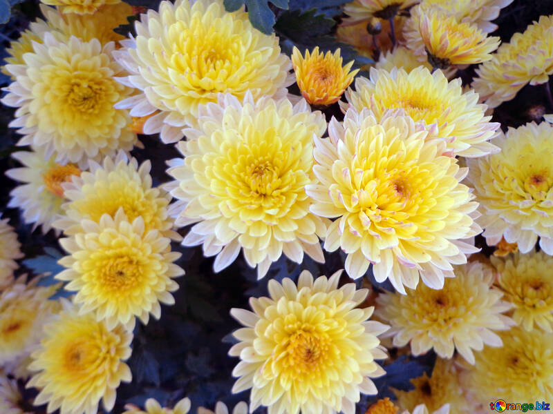 Chrysanthemum №14193