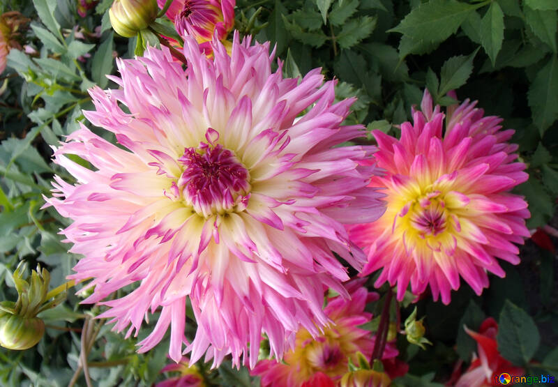 Chrysanthemum №14315