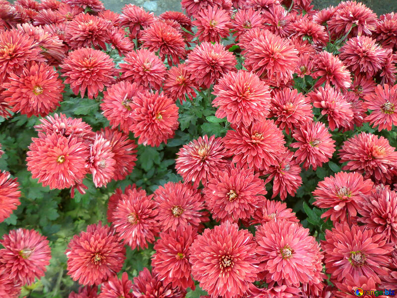 Chrysanthemum background №14202