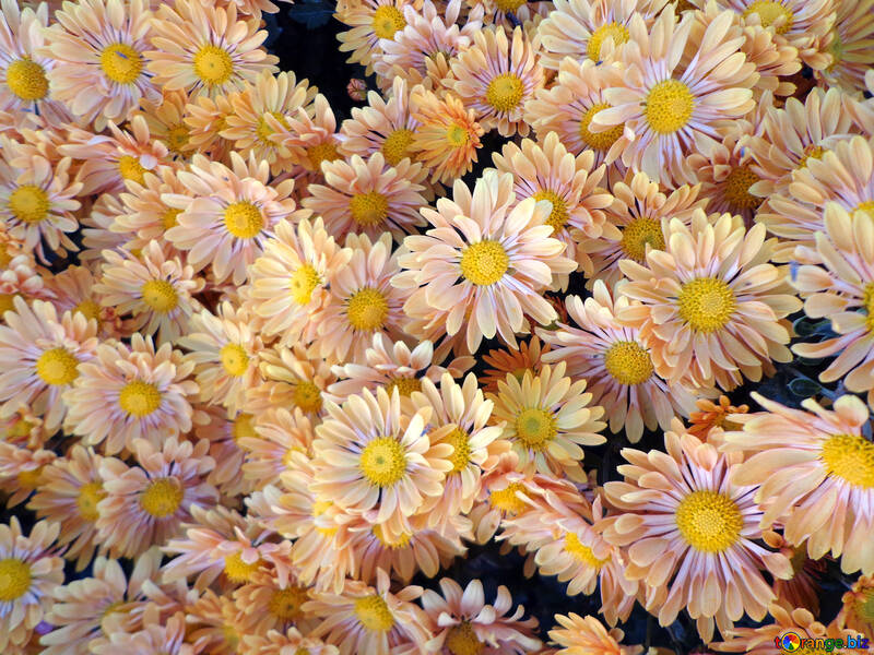 Chrysanthemum background №14213