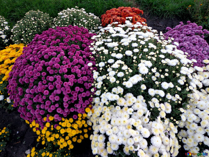 Colorful chrysanthemum №14212