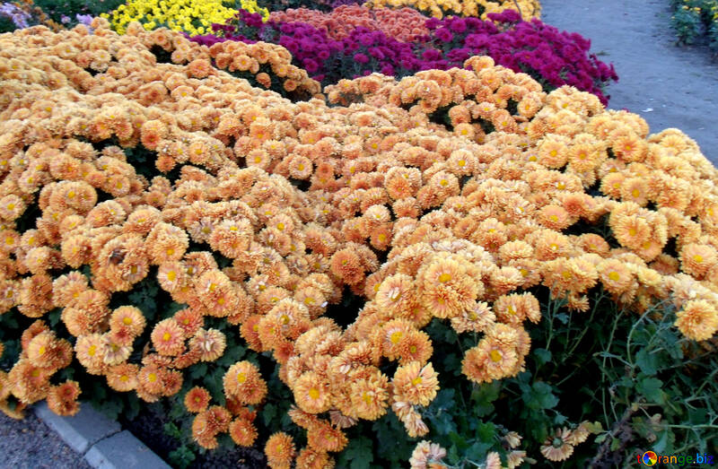 Chrysantheme blühende Sträucher №14178
