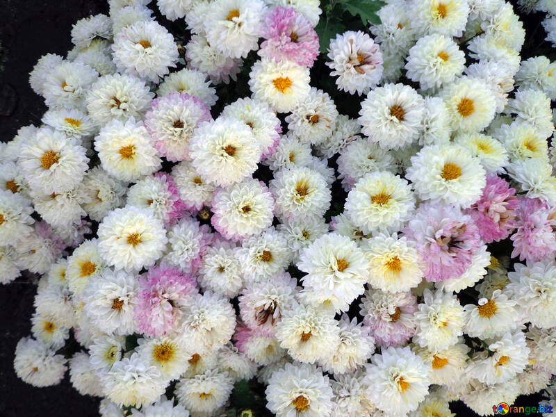 Fluffy chrysanthemum №14182