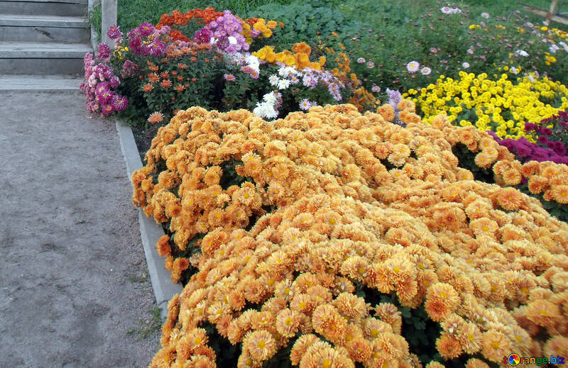 Chrysanthemum in landscape design №14201