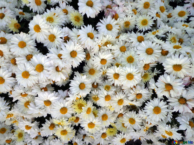 Chrysanthemum-like chamomile №14195