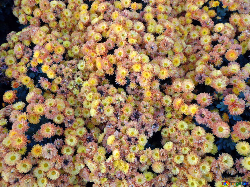 Crisantemo pequeño №14204