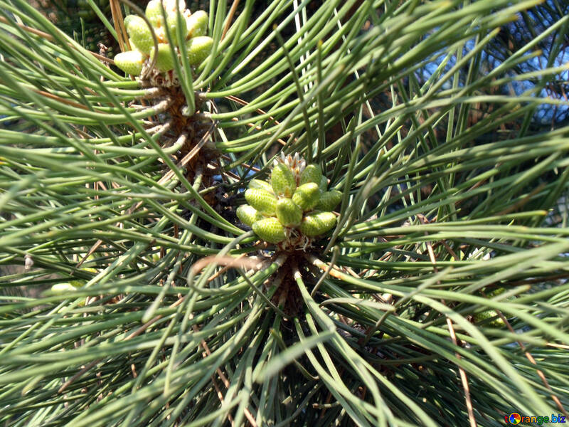 Cones on pine №14067