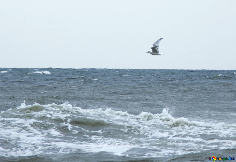 Seagull flying at wave №14452