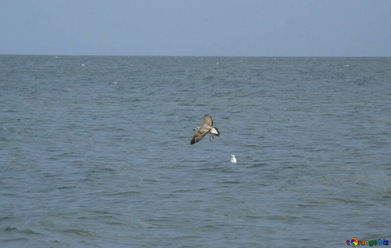 Speckled seagull over wave №14406