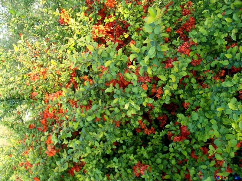 Flores de Bush en rojo №14053