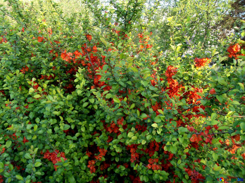 Flowering bush №14060