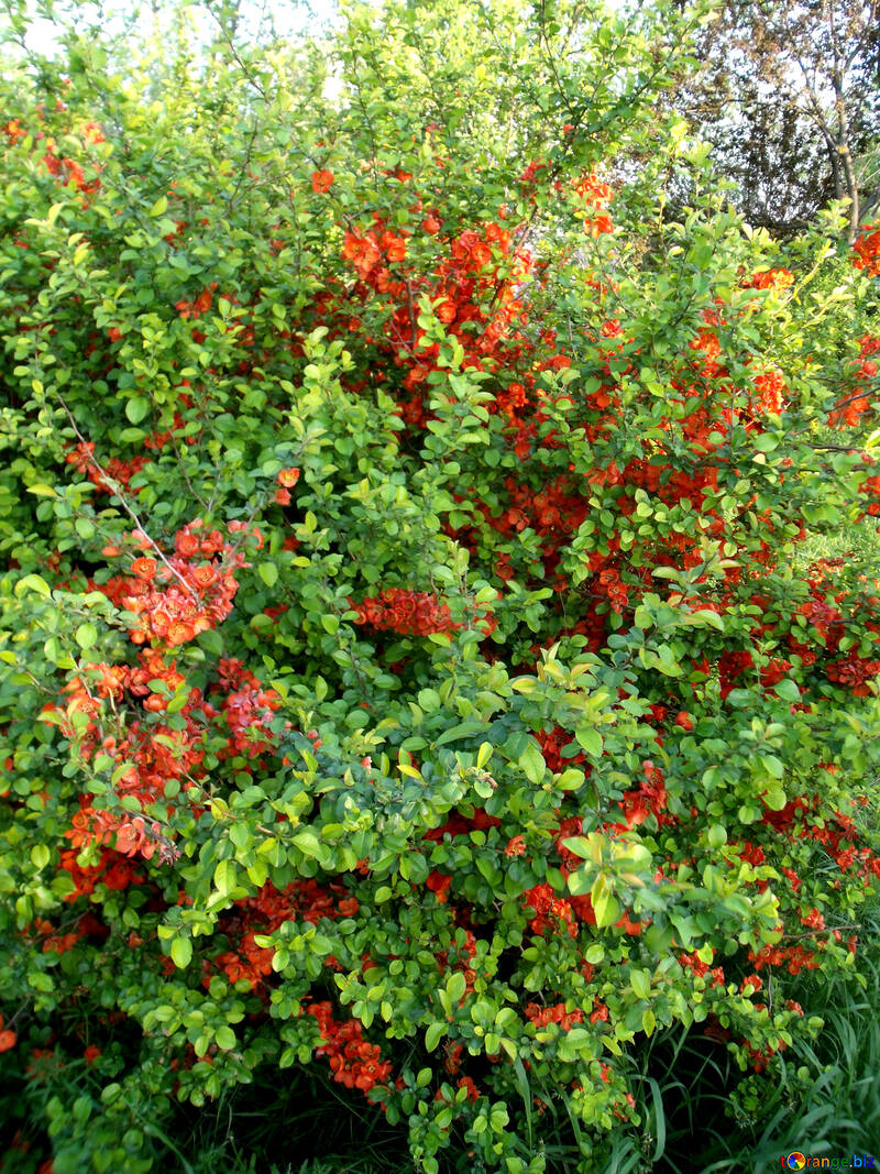 Fiori rossi su bush №14052
