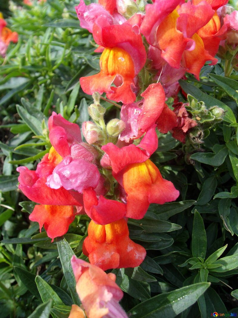 レッド花 無料の写真 明るい赤の秋の花 無料の写真 花 Torange Biz