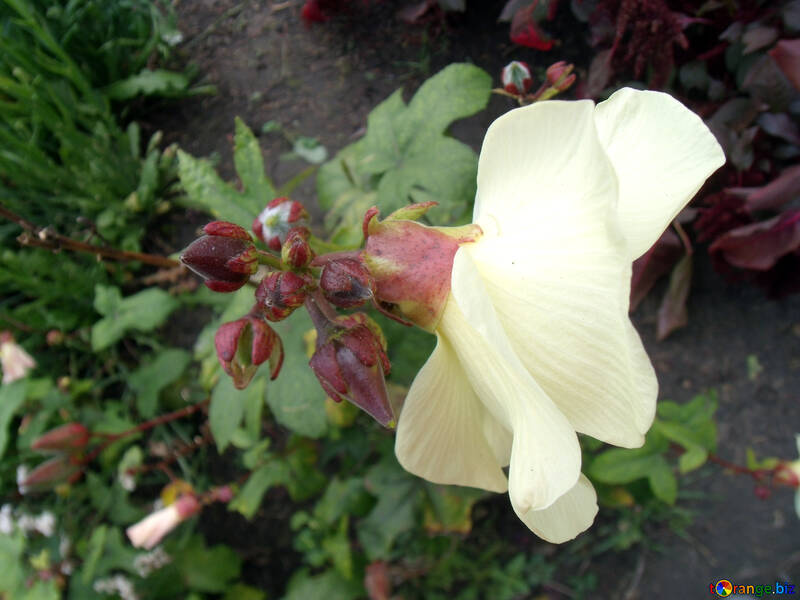 Flor branca grande №14286