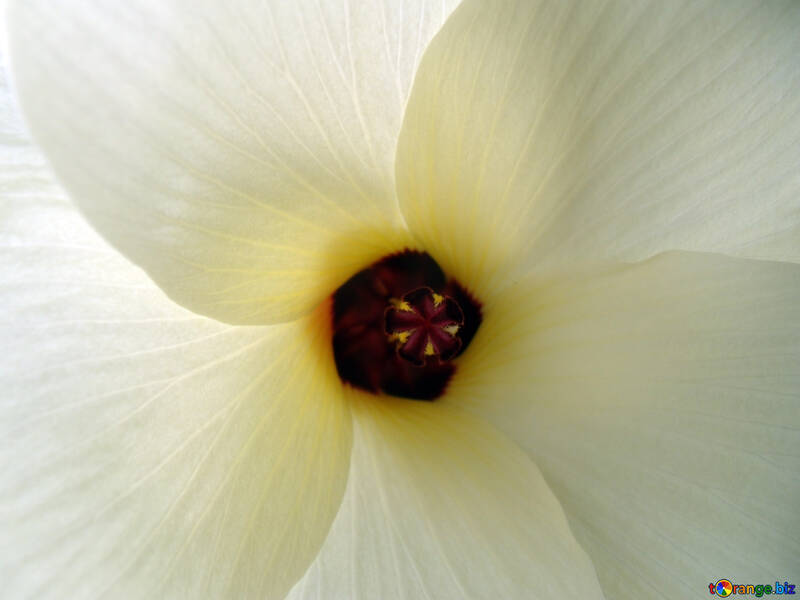 大きな白い花 №14279