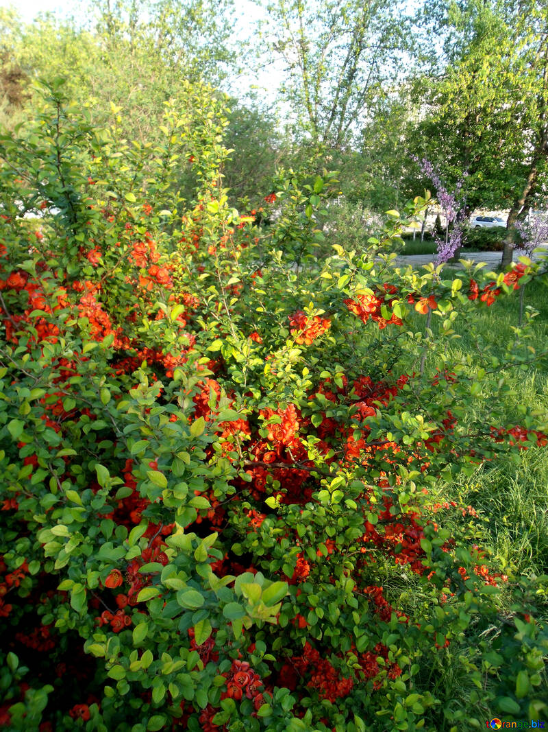 Jardín de flores de primavera №14121