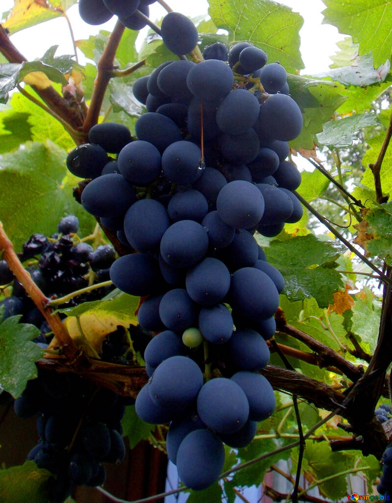 Grapes №14004
