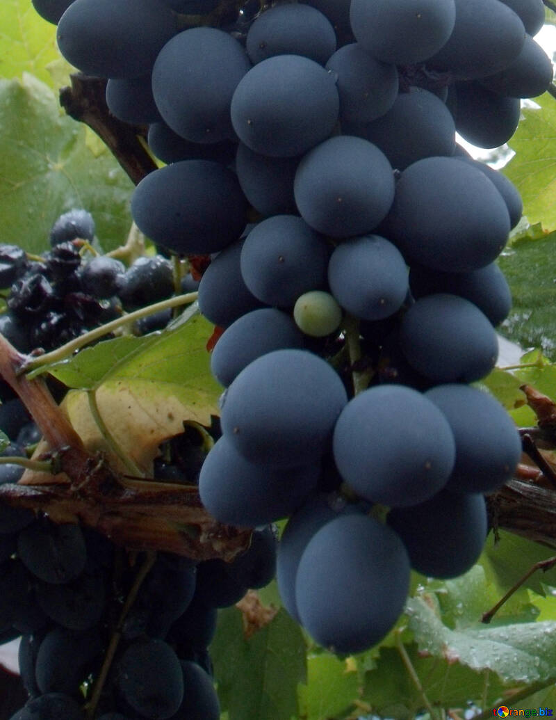Blue grapes №14011