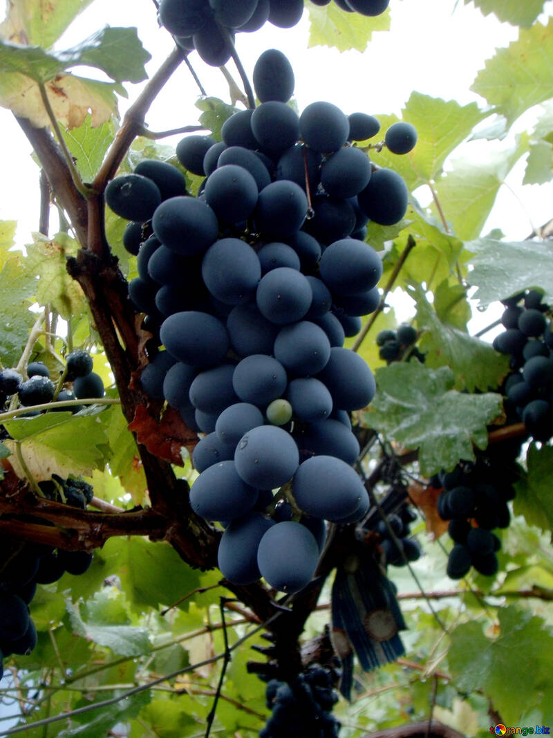 Table grapes №14002