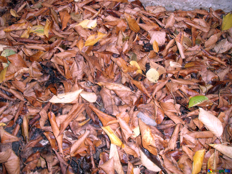 Autumn leaves №14009