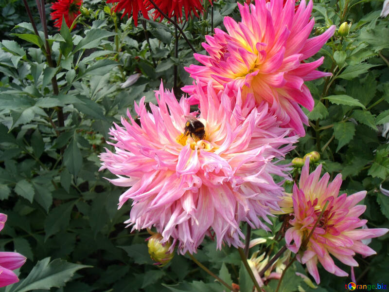 Bumblebee sur dahlia №14273