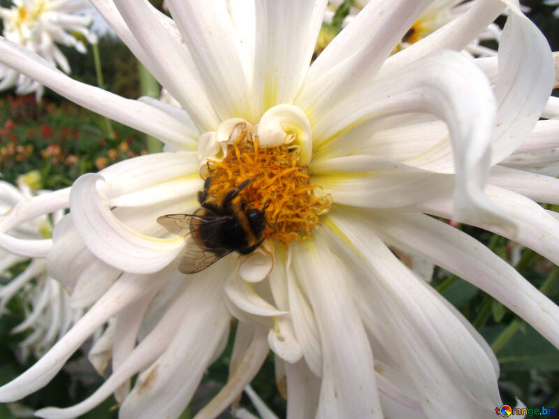 Bumblebee on white dahlia №14257
