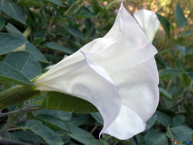 Große weiße Blume №14366