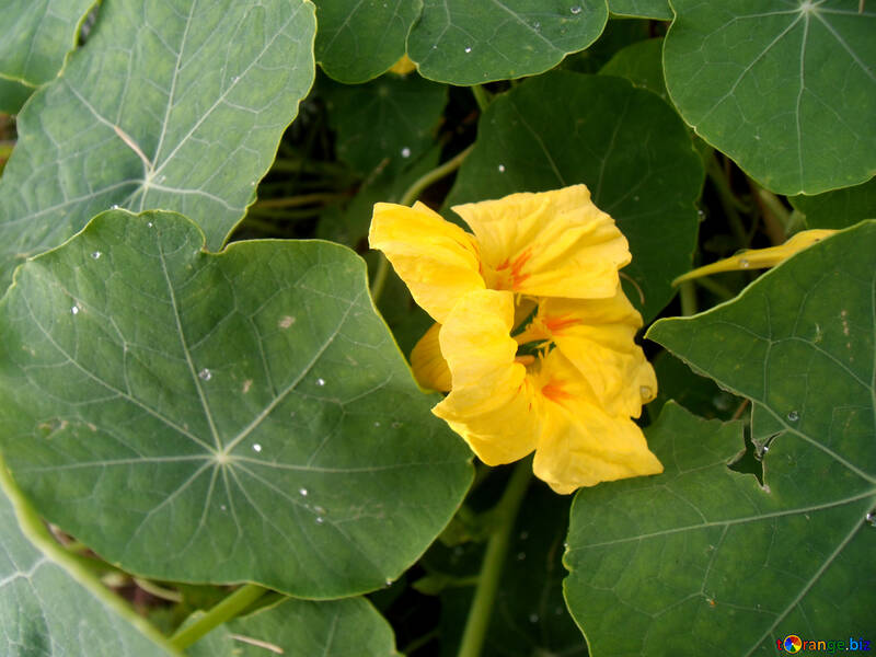 Gelbe Blume №14289
