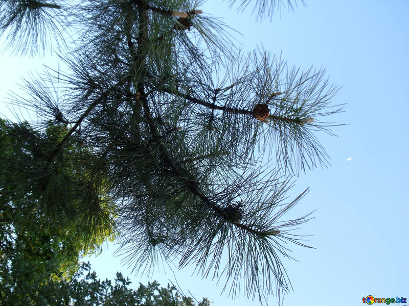 Cielo azul y rama de pino №14030
