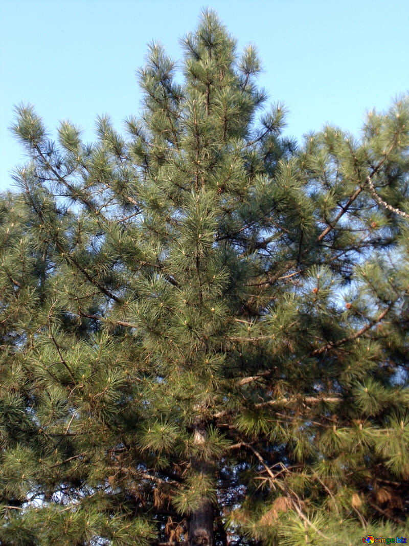 Crimean pine №14040