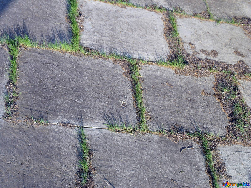 Textur. Gras bewachsen Platten №14129