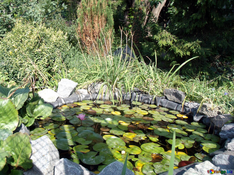 Pond with water lilies near the house №14365