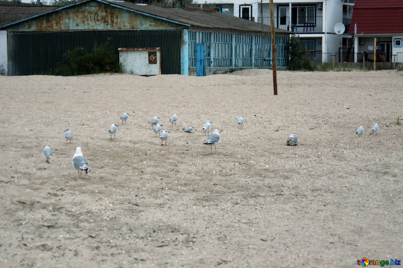 Birds on the beach №14403