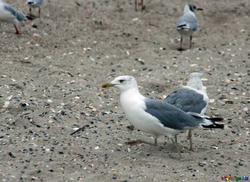 Pájaros en la playa №14431