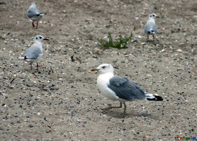 Sea birds on the sand №14410