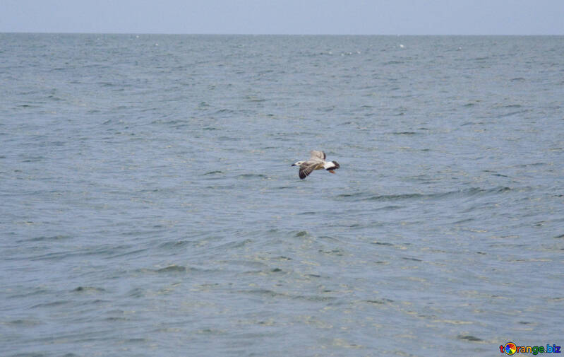 Dark Gull over water №14436