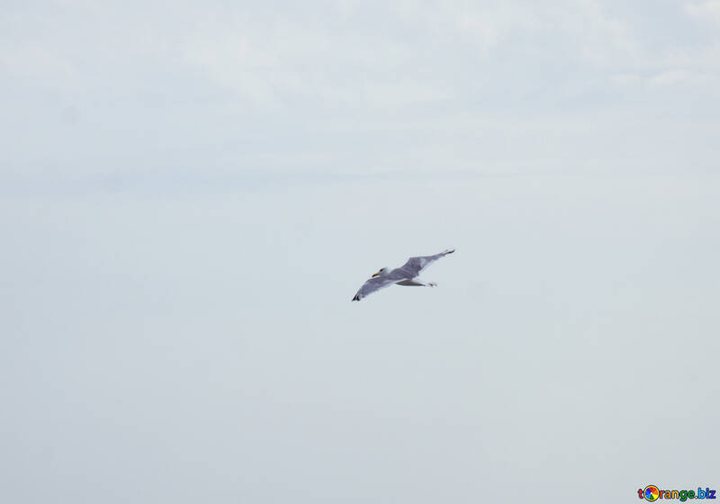 Flight of the seabird №14420