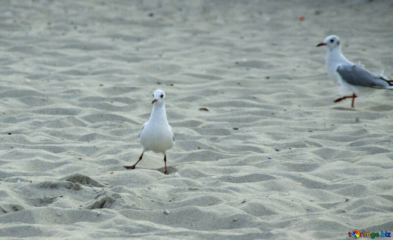 Funny seagull №14451