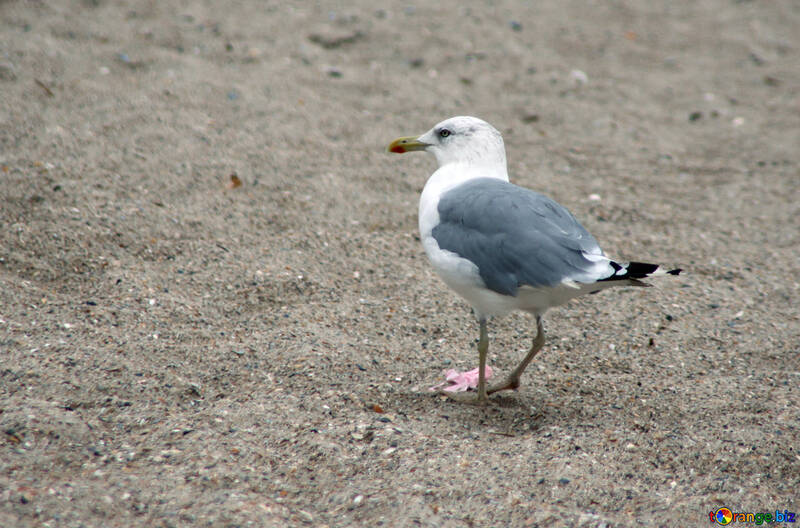 Gray sea bird №14387