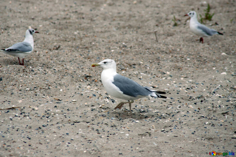 Sea gulls №14402