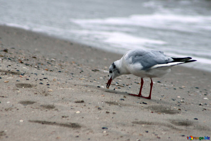 Seagull on the beach №14376