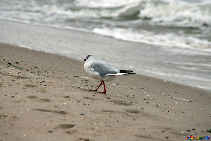 Seagull on the beach №14434