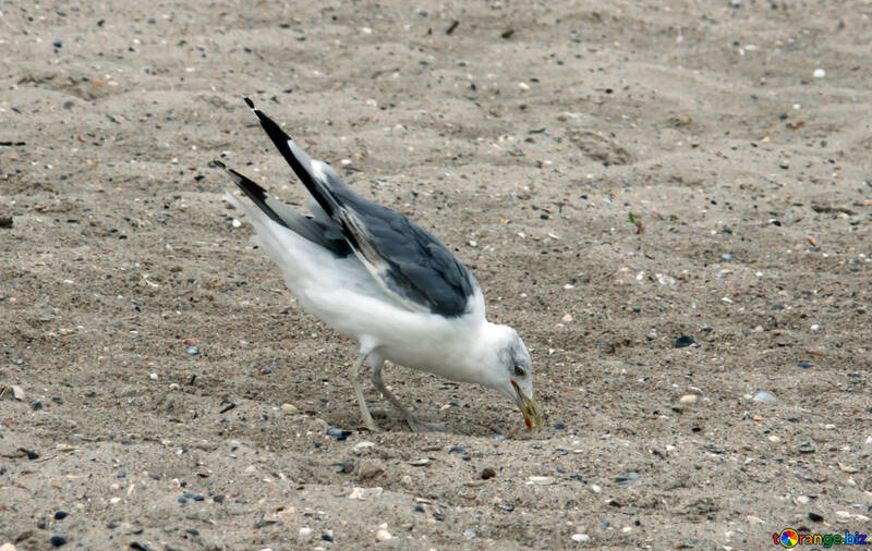 Seagull digging in the sand №14454