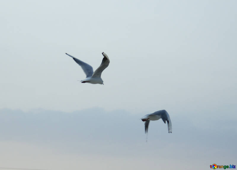 Seagull in flight №14379