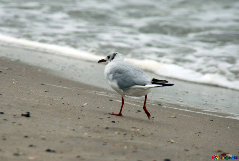 Seagull runs №14447