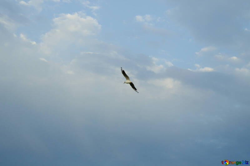 Seagull in the sky №14383